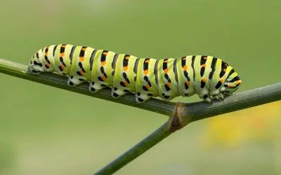 se débarrasser des chenilles au potager