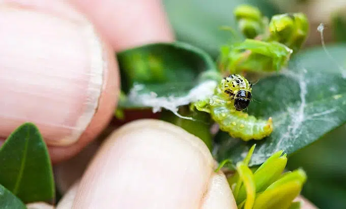 Chenille de  Cydalima perspectalis au potager