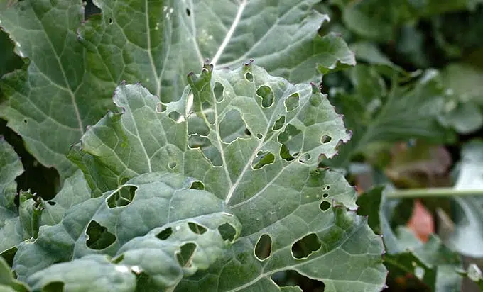 Légumes et feuilles vertes mangées par les chenilles