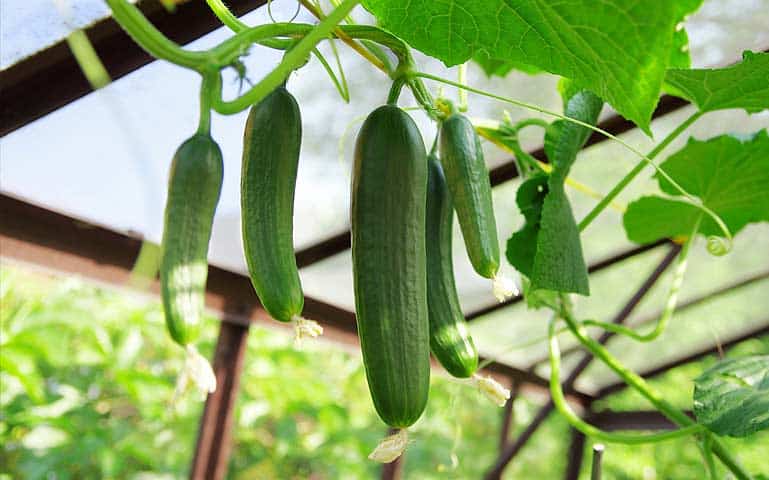 Comment cultiver les concombres jaunes au jardin ?