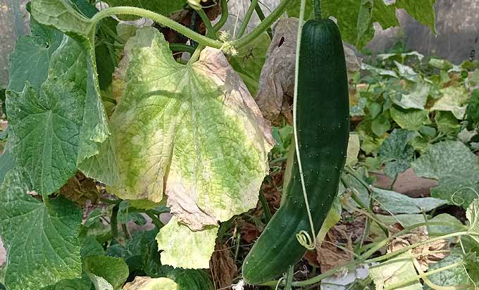 Concombre cultivé en hauteur