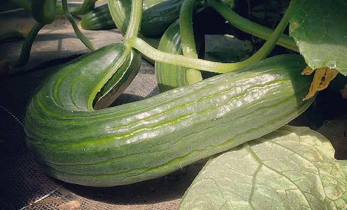 Beau concombre cultivé au soleil