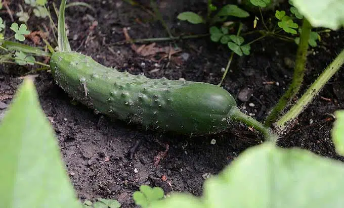 Jeune concombre qui pousse au potager