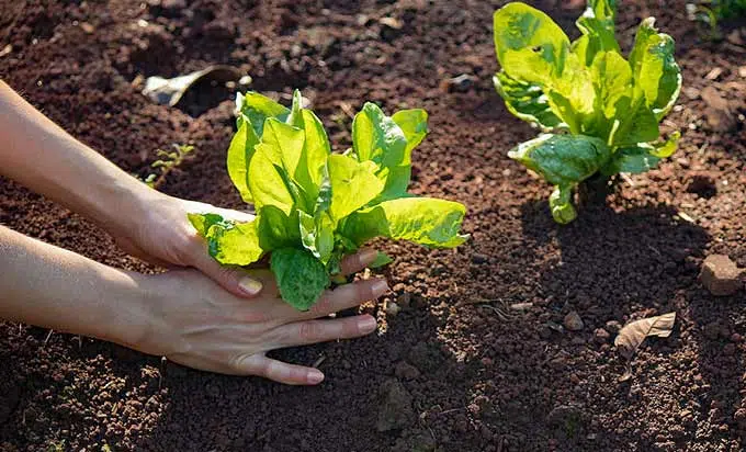 Plantation des semis d'endive