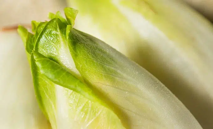 Gros plan d'une belle endive