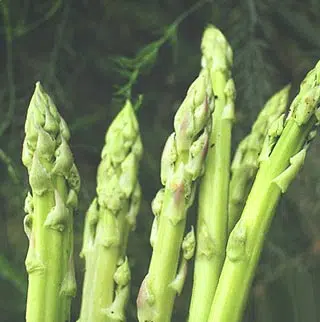 Fiche culture asperge