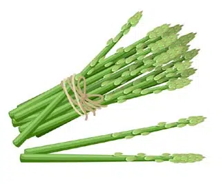 Les origines de l'asperge