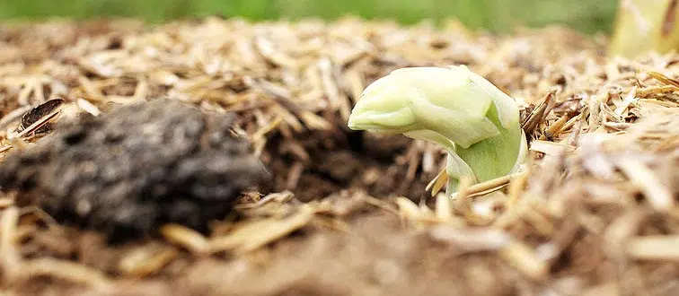 Plant d'asperge qui sort de terre