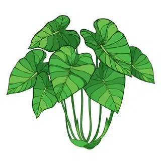 Plant de taro