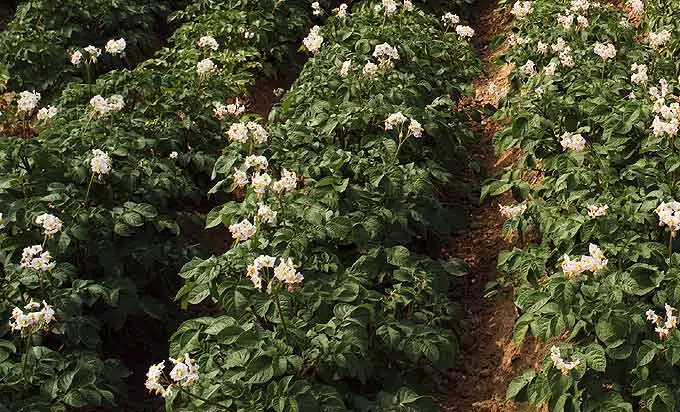 Rangs de pomme de terre au potager