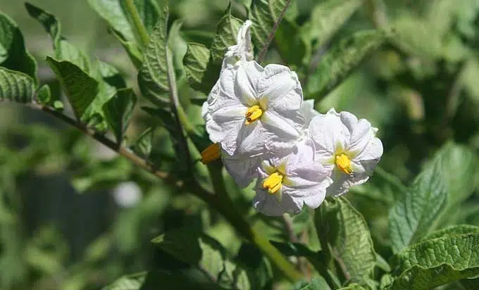 Pomme de terre en fleur, un signal de récolte