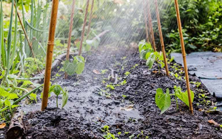 Au potager en août, veillez à bien arroser.
