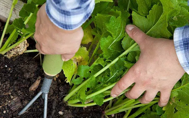 Au potager en avril, pensez à désherber.