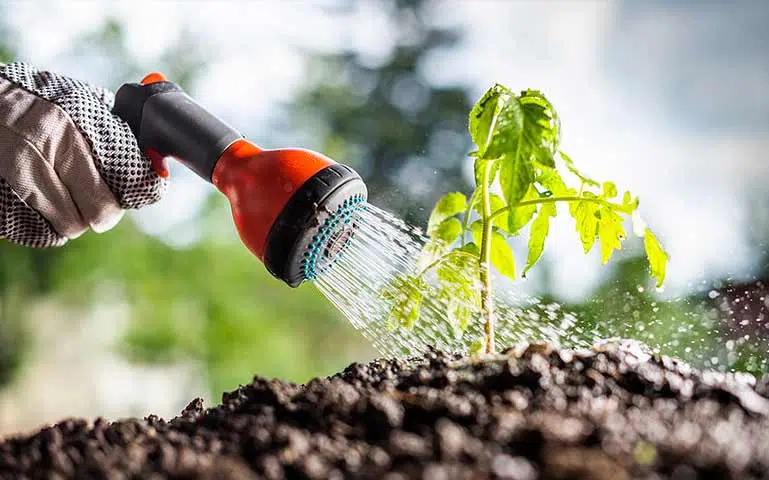 Au potager en juillet, l'arrosage est très important.