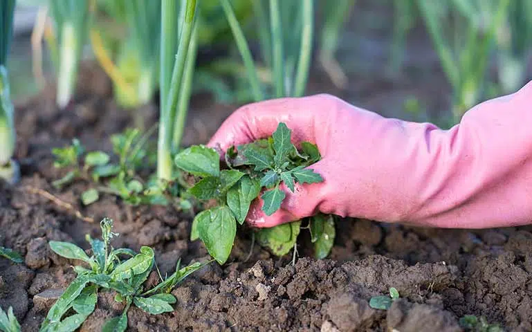 Au potager en juin, il vous faudra désherber.