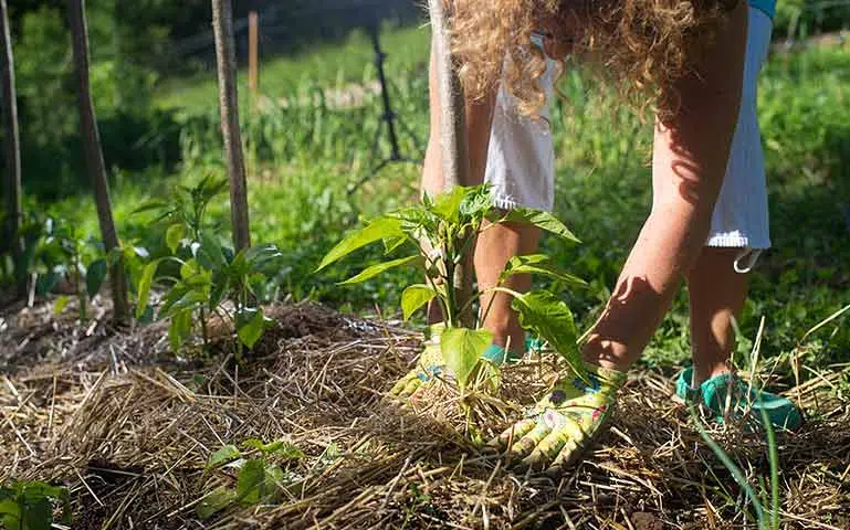 Au potager en mai, couvrez les jeunes plants avec du paillis.