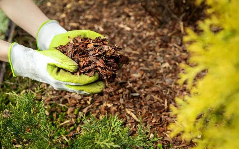 Au potager en novembre, préparez et fertilisez la terre.