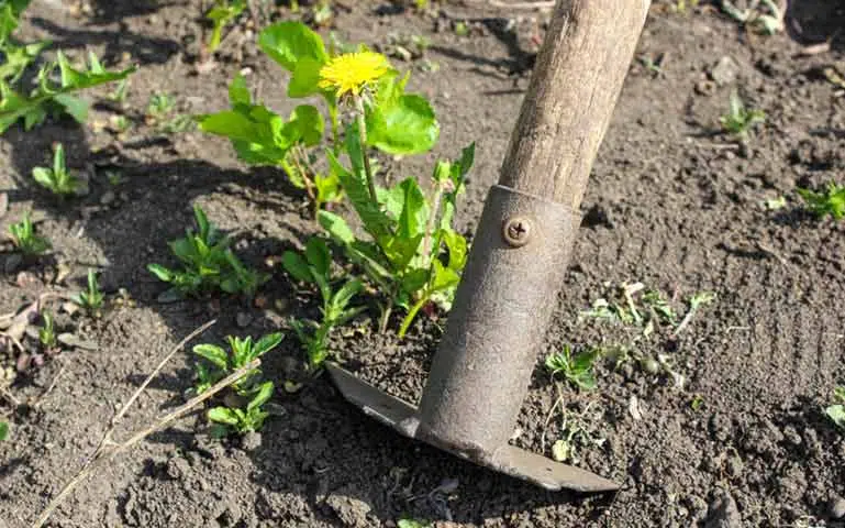 Au potager en septembre, continuez de biner.