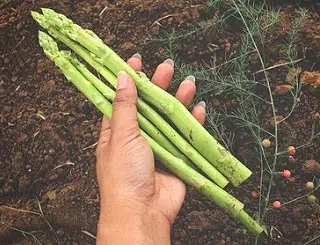 Asperges fraîchement récoltées