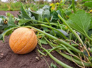 Récolte courge