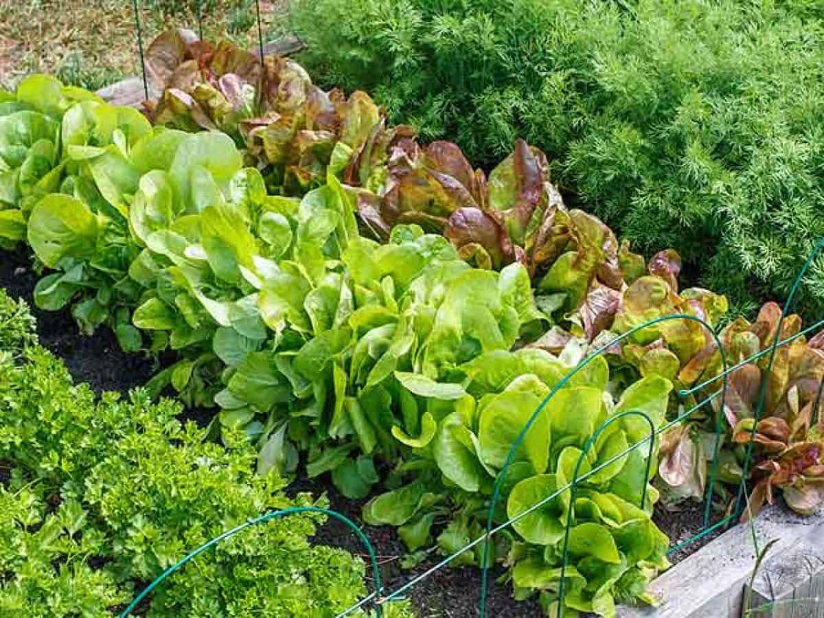 Astuce Pour Repiquer Des Salades 8 conseils plantation pour la culture de la salade - Autour Du Potager