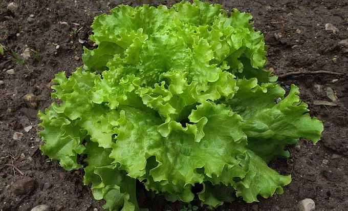 Salade frisée, la plus croquante des salades