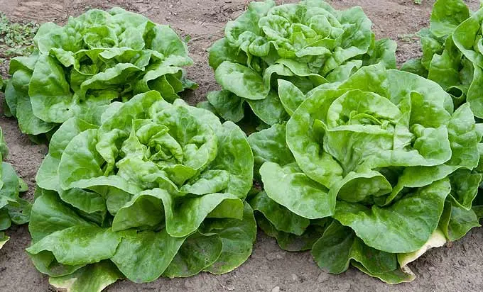 Belles salades du jardin