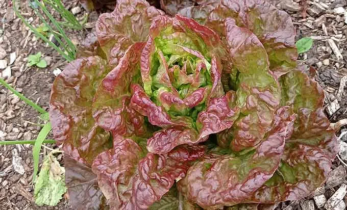 Salade laitue rouge du potager