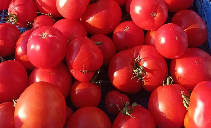 La récolte des tomates du potager
