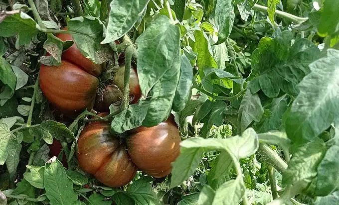 Belles tomates dans le potager