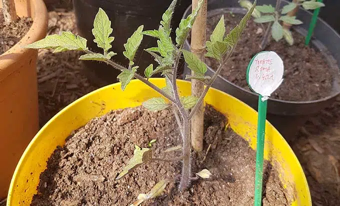 Semis de tomate Roma sous serre