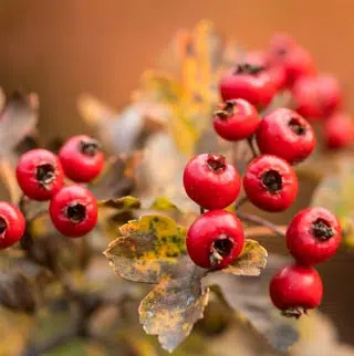 Baies d'aubépine en automne