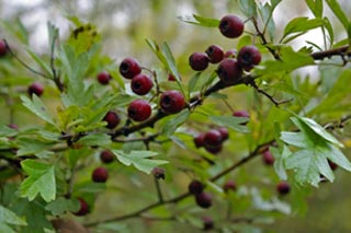 Aubépine au potager