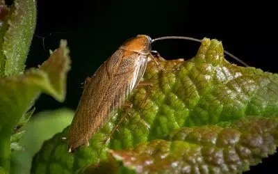 Pourquoi la blatte de jardin rentre dans la maison