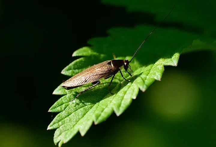 Cafard de jardin (ou blatte de jardin) sur une feuille