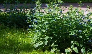 Consoude au potager