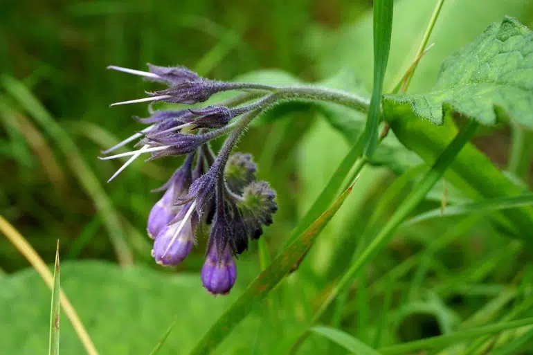 Fleur de consoude