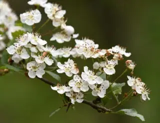 Fleur d'aubépine