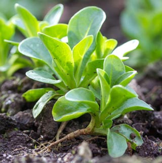 Mâche au potager