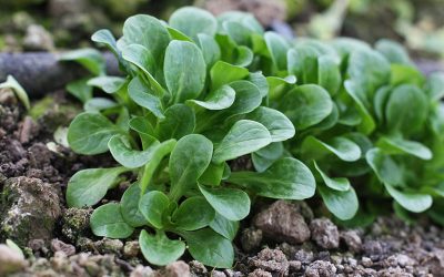 La mâche au potager : comment bien la semer ?