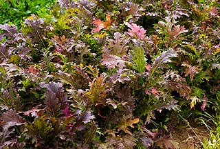 Mizuna rouge au potager