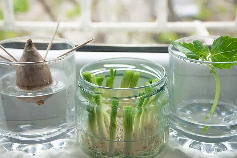 Faites pousser vos légumes à la maison !