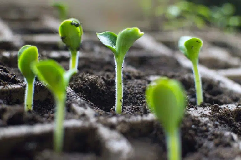 Jeunes pousses de légumes