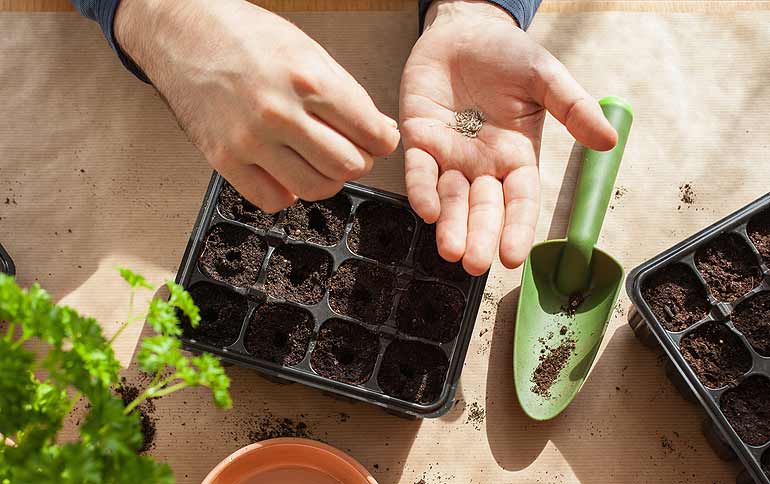 Mini Jardin Potager d'Intérieur Hydroponique