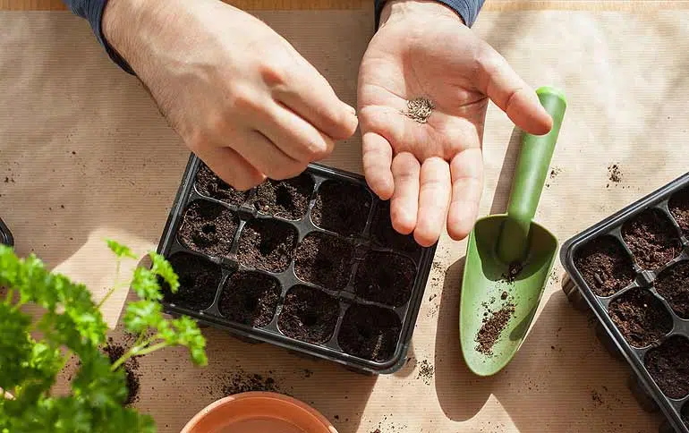 Potager d'intérieur, préparation des semis