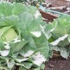 protection des plantes contre le gel et le froid