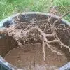 Planter des arbres et arbustes à racines nues
