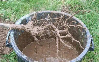 Planter des arbres et arbustes à racines nues