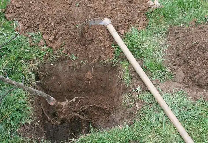 Mise en place de l'arbre dans son trou.