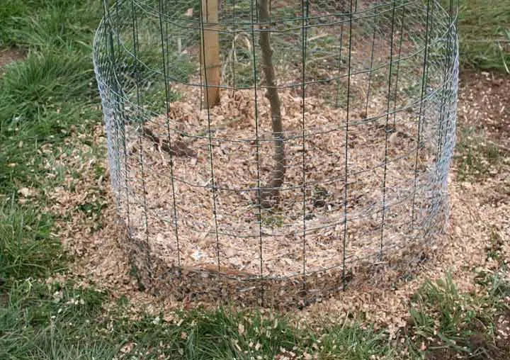 Paillage de l'arbre après plantation.